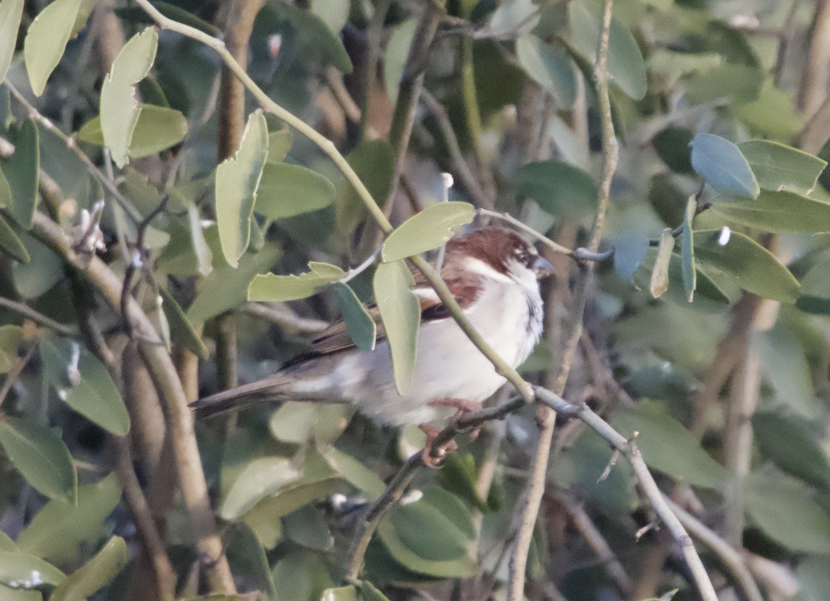 House Sparrow - ML620655144