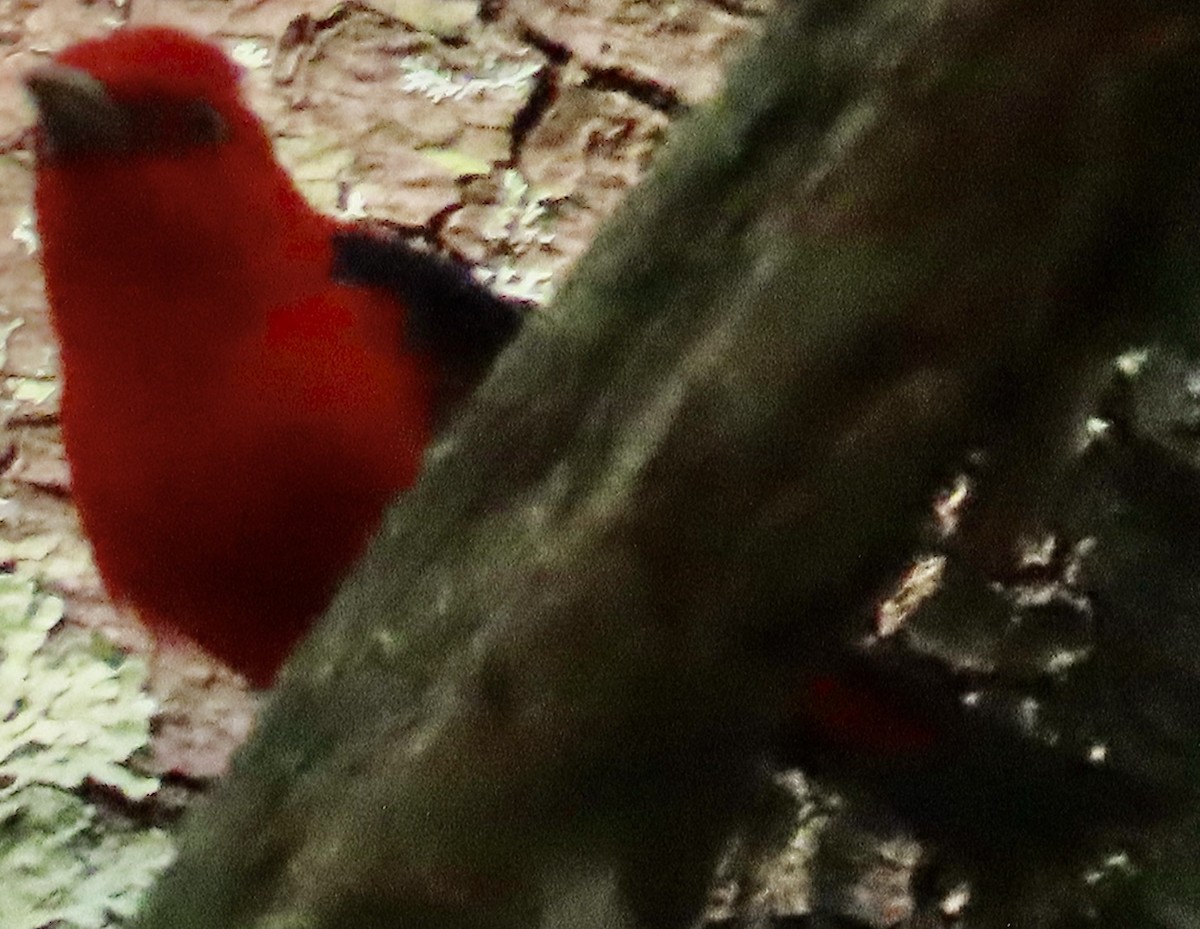 Scarlet Tanager - ML620655145