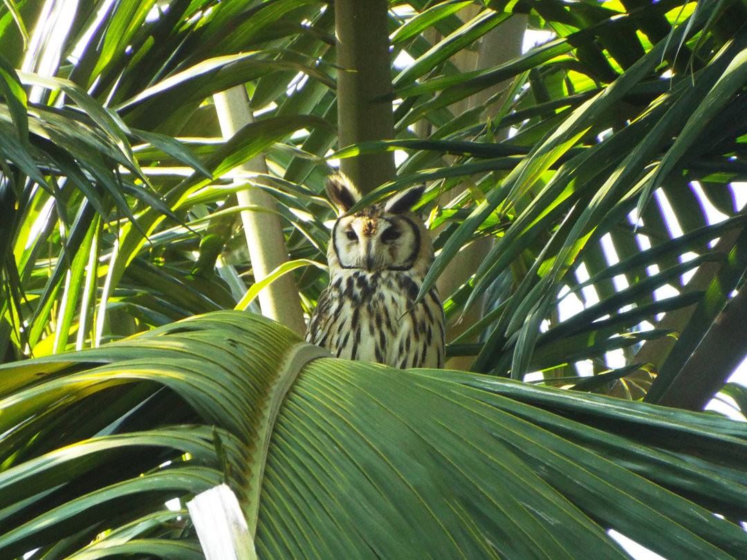 Striped Owl - ML620655148