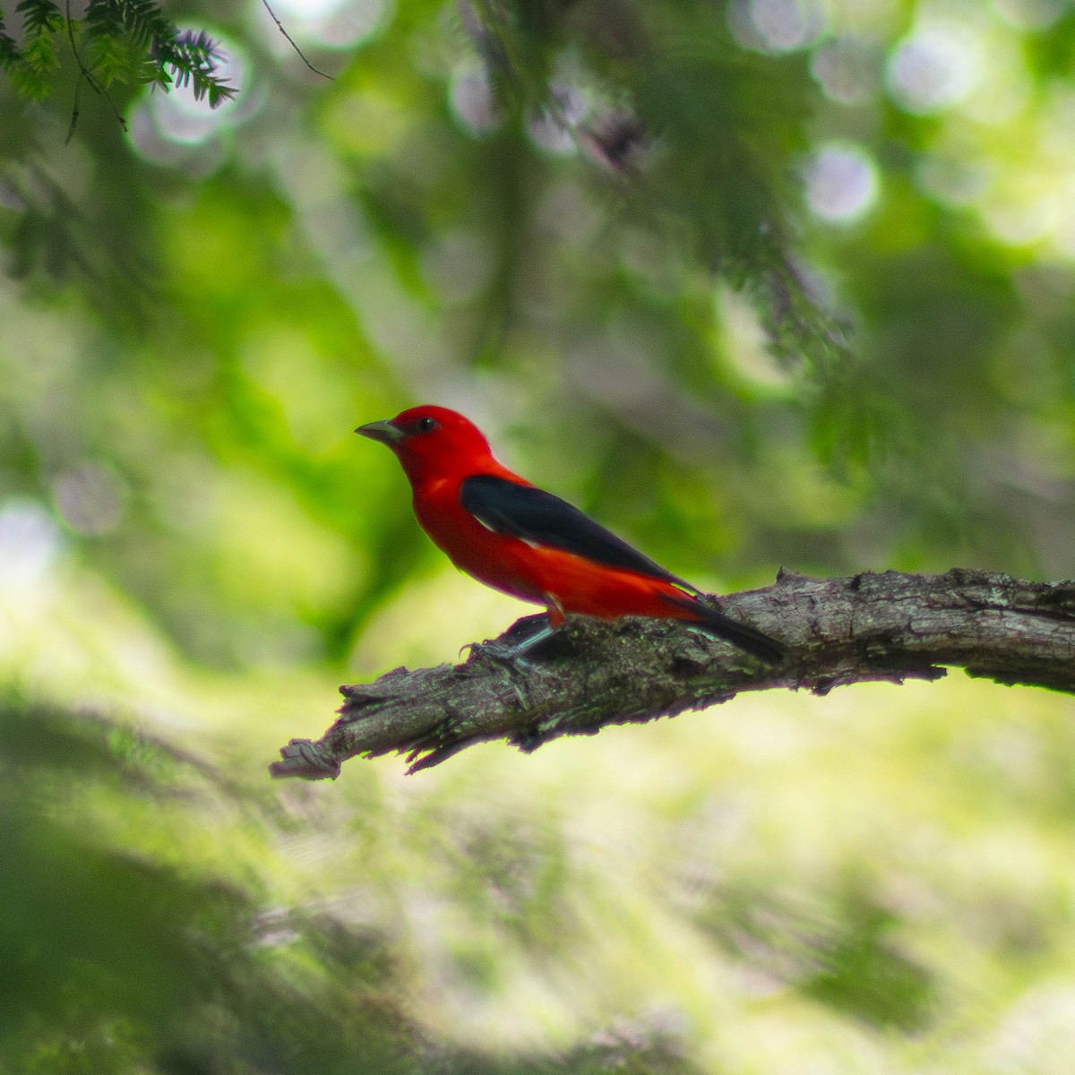 Scarlet Tanager - ML620655150