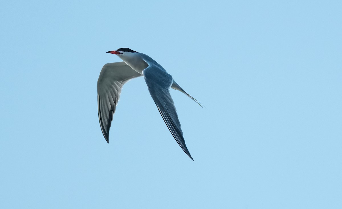 Common Tern - ML620655153