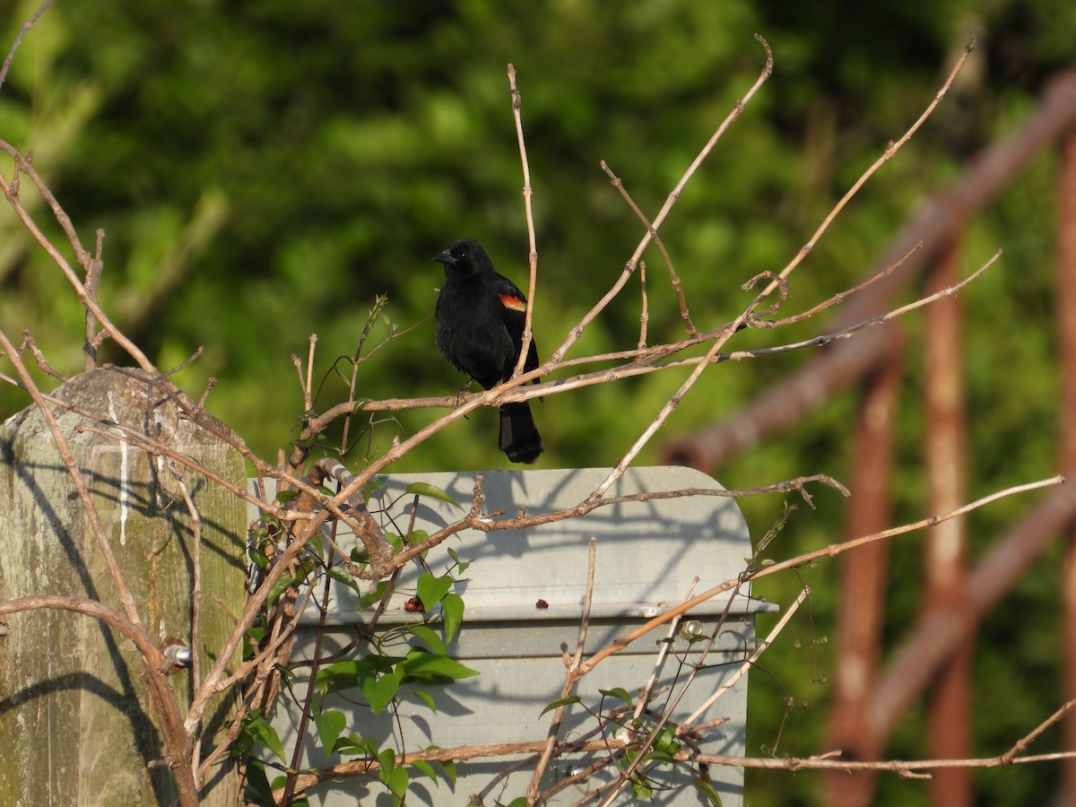 Red-winged Blackbird - ML620655156