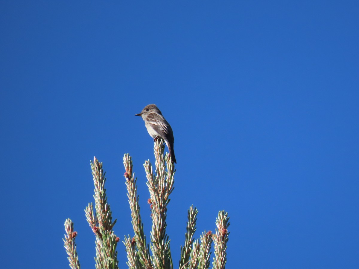 Western Wood-Pewee - ML620655157