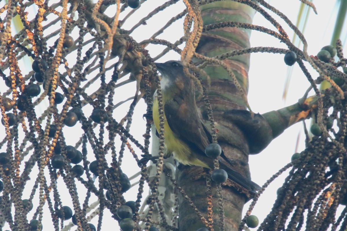 Dusky-chested Flycatcher - ML620655159