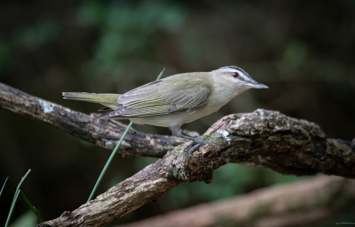 Red-eyed Vireo - ML620655163