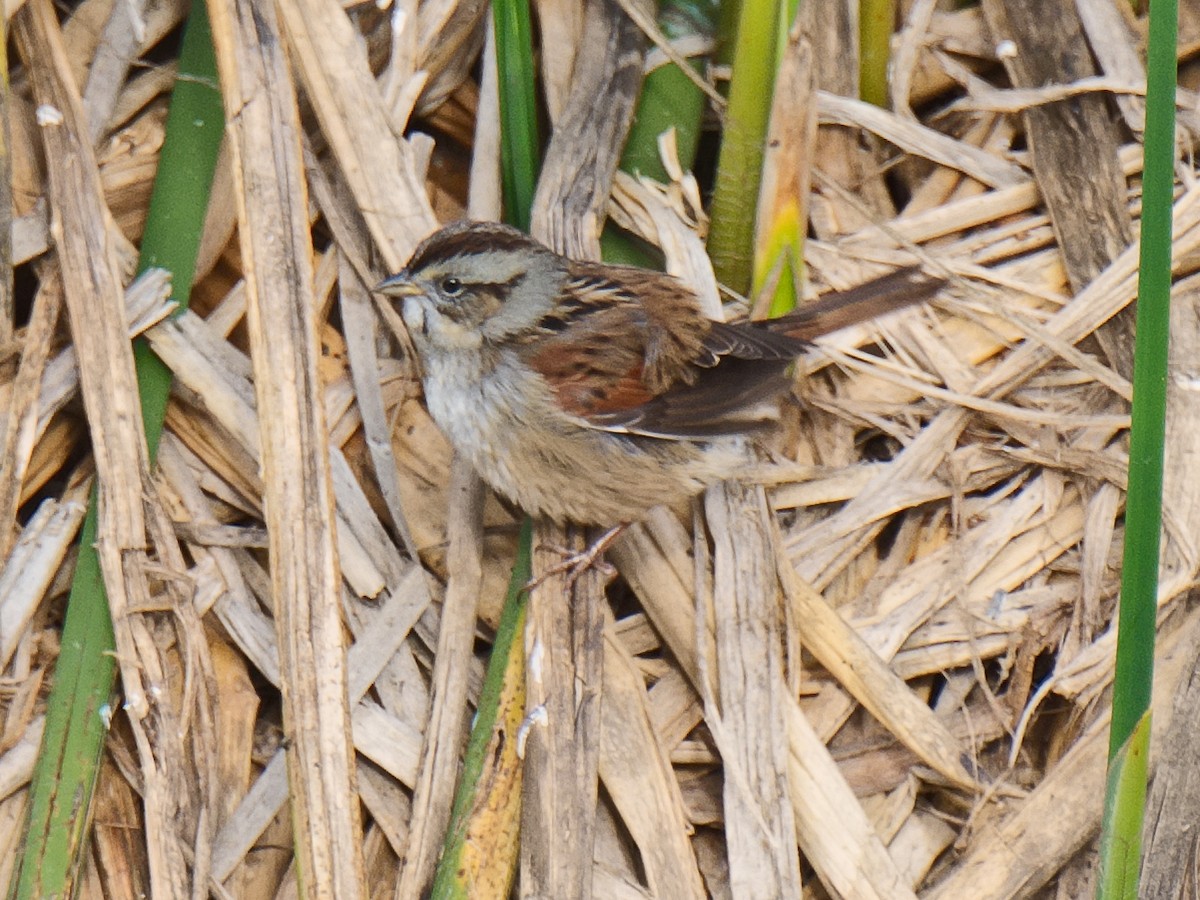 Swamp Sparrow - ML620655164