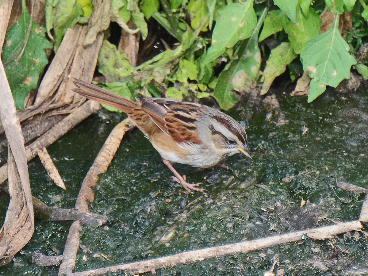 Swamp Sparrow - ML620655165