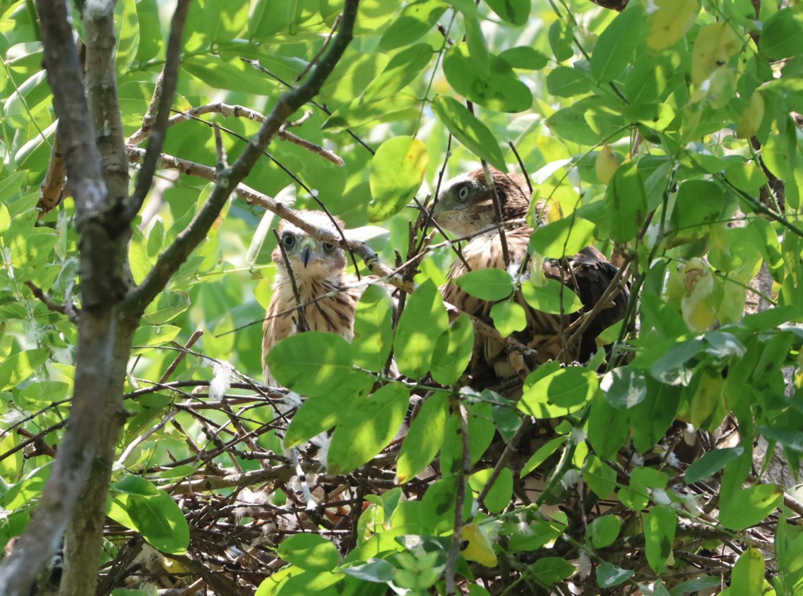 Cooper's Hawk - ML620655168