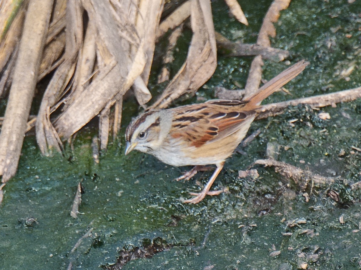 Swamp Sparrow - ML620655171