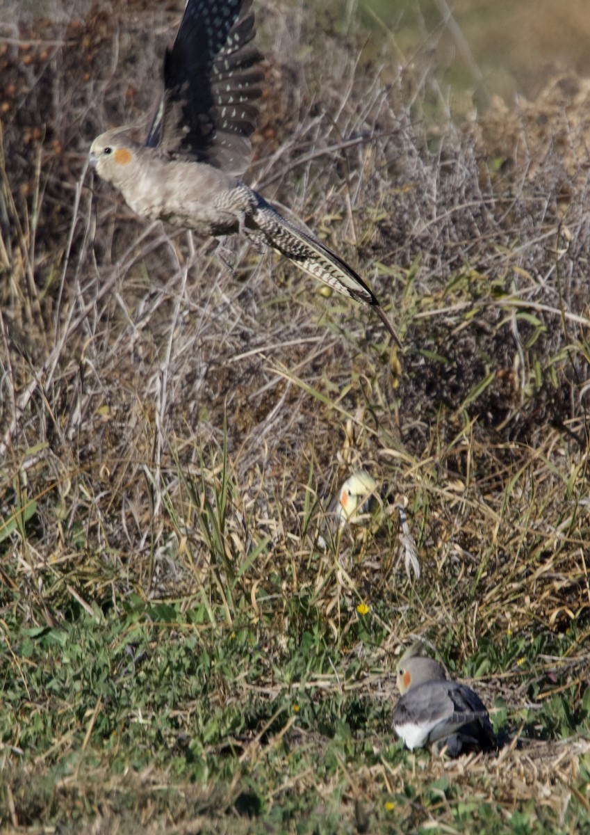 Cockatiel - ML620655172