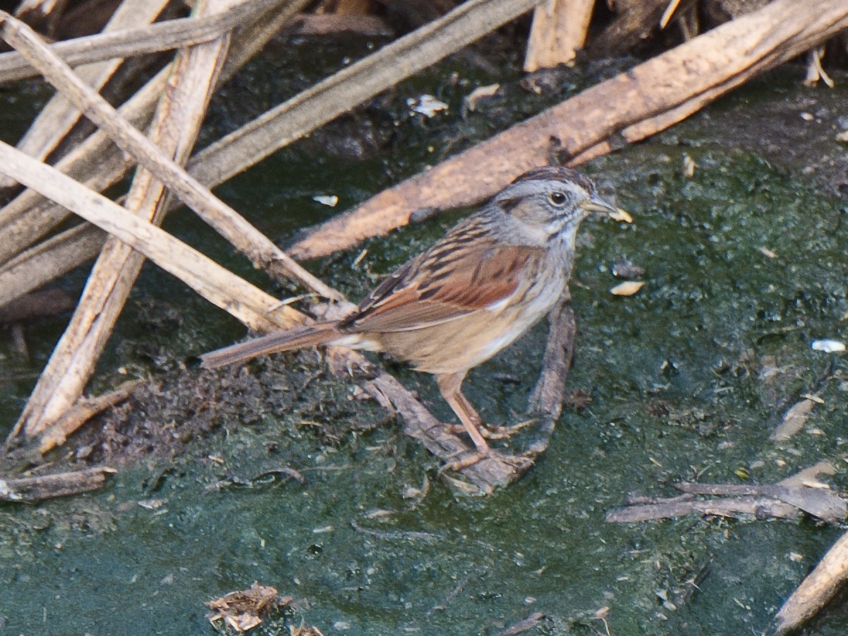 Swamp Sparrow - ML620655178