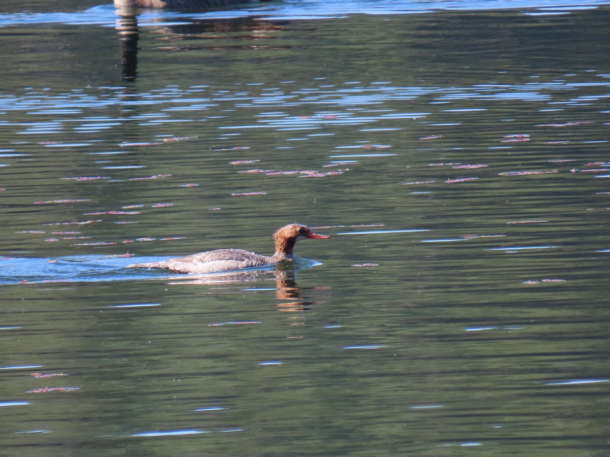 Gänsesäger - ML620655179