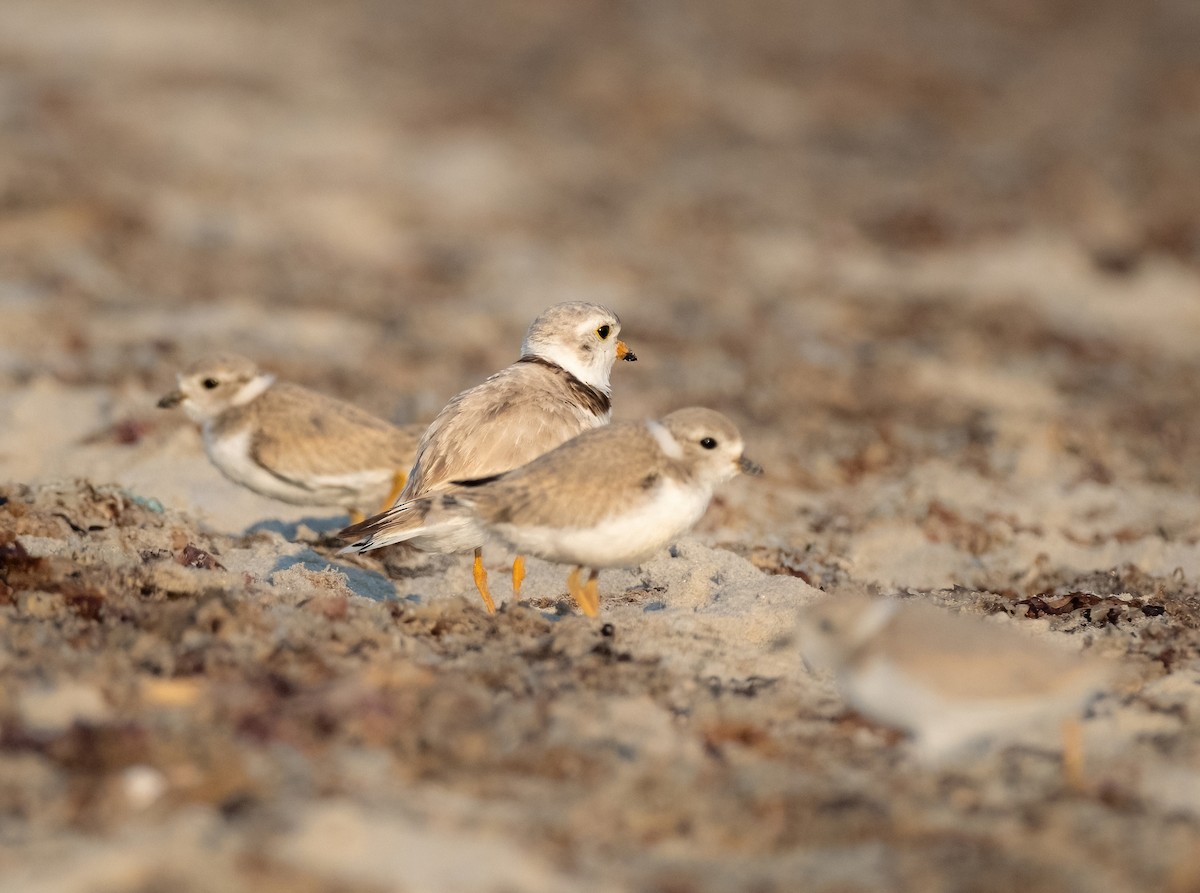 Piping Plover - ML620655181