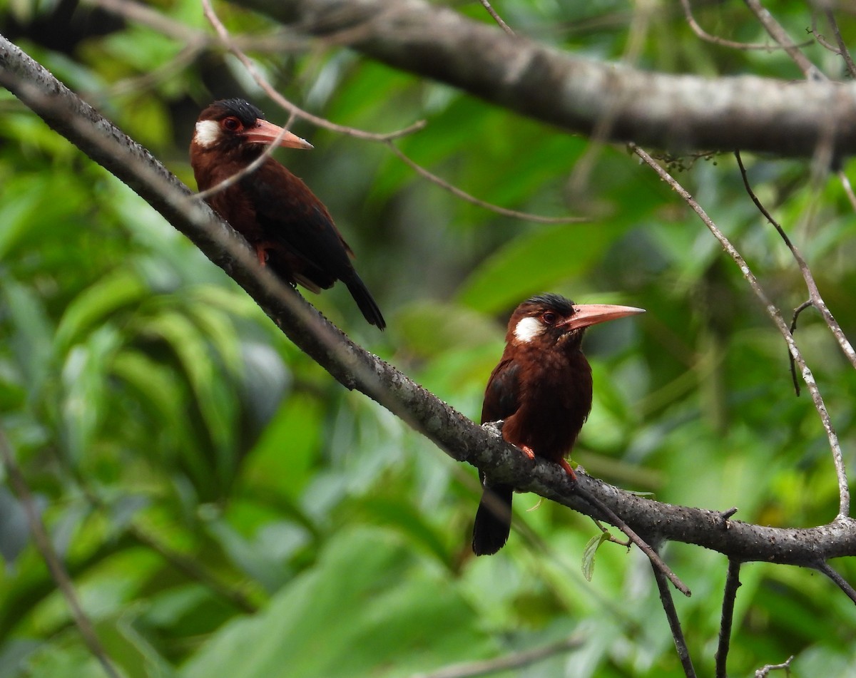 White-eared Jacamar - ML620655184