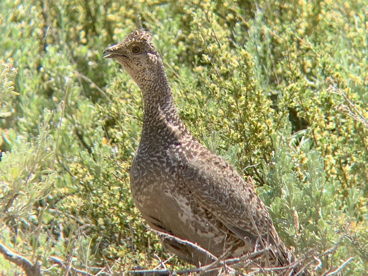 Dusky Grouse - ML620655186