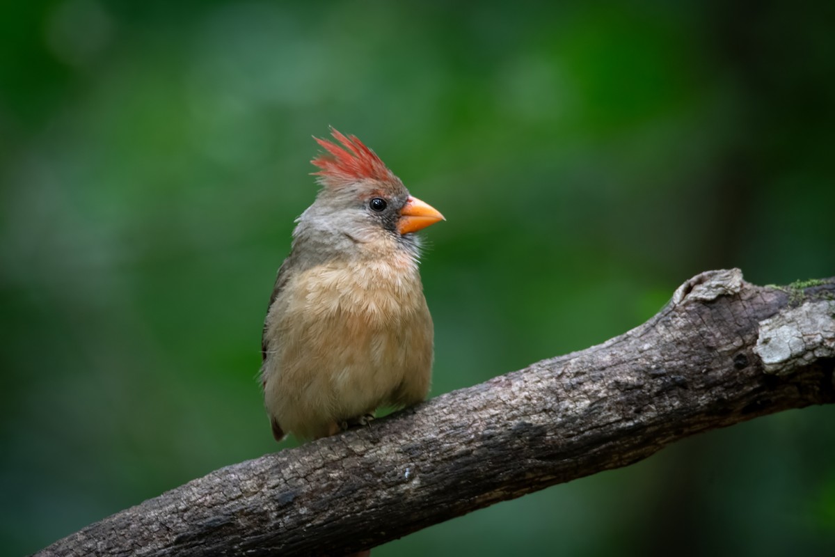 Northern Cardinal - ML620655189