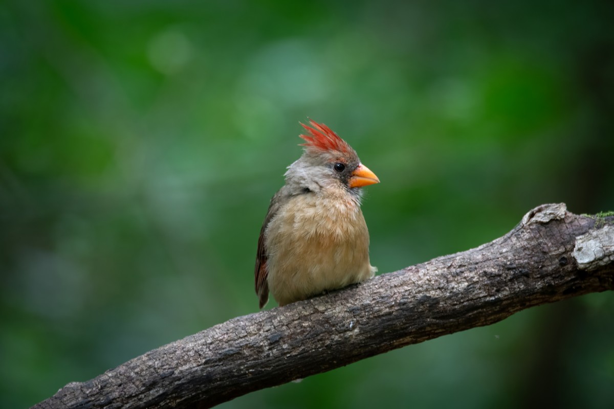 Northern Cardinal - ML620655191