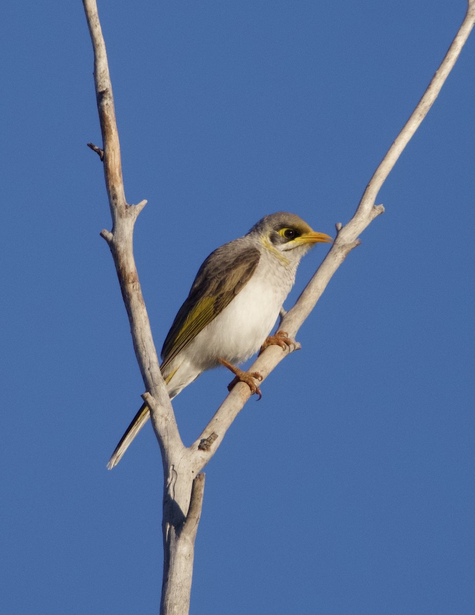 Méliphage à cou jaune - ML620655192