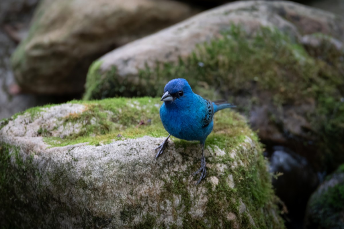 Indigo Bunting - ML620655196