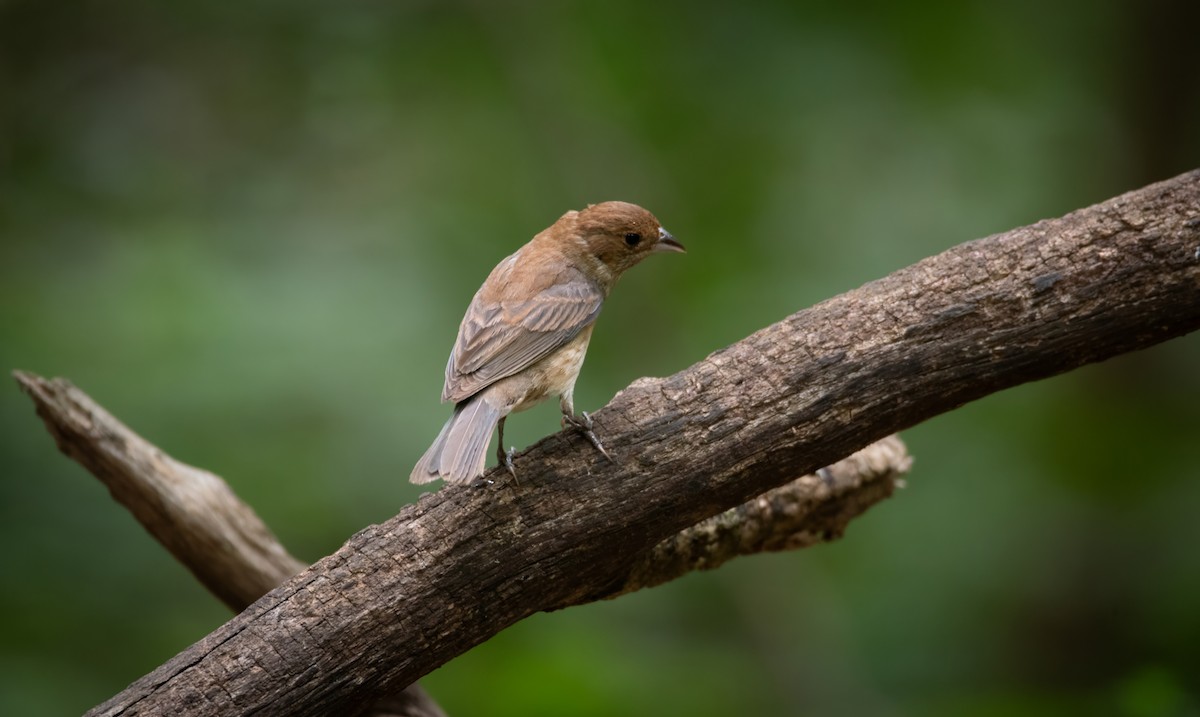 Indigo Bunting - Rob Cochran