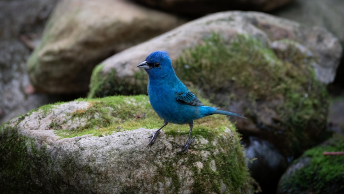 Indigo Bunting - ML620655199