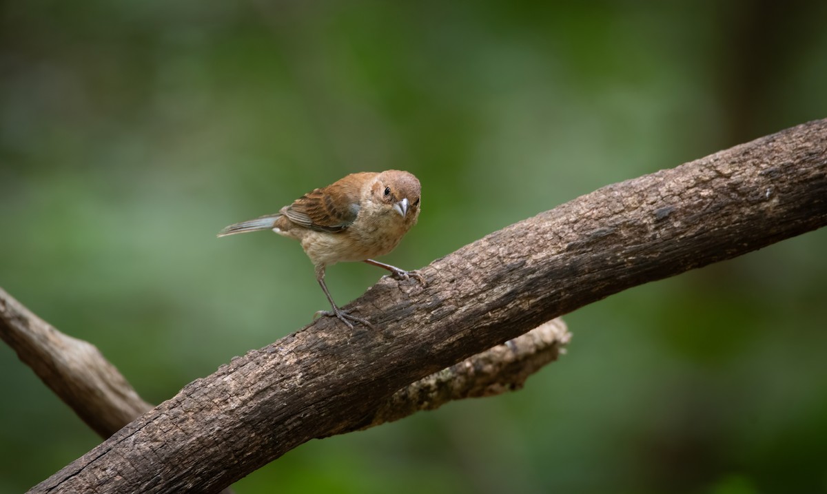 Indigo Bunting - ML620655200