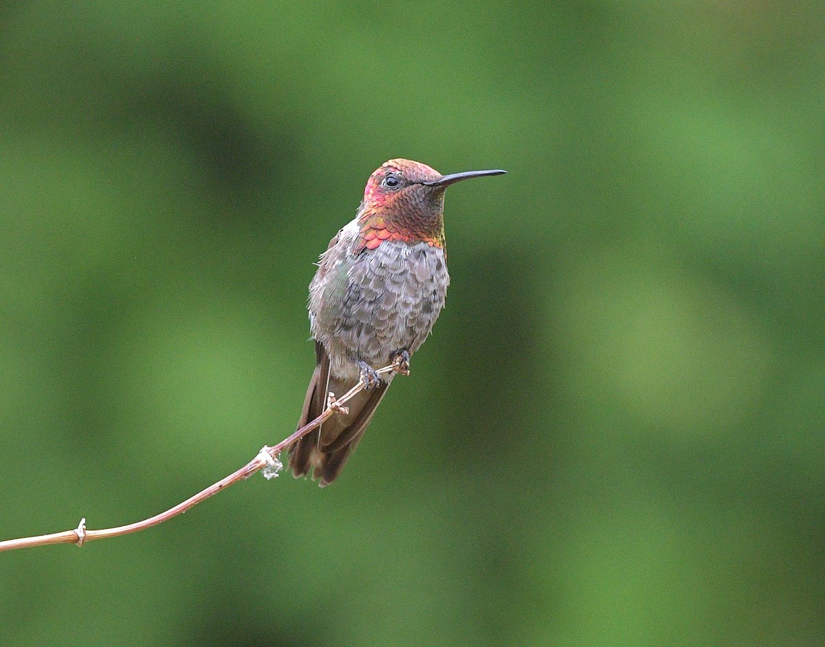 Anna's Hummingbird - ML620655201