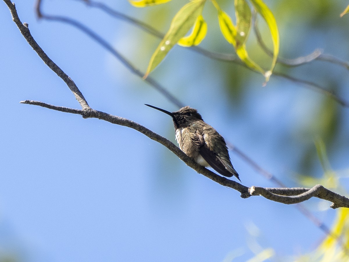 Black-chinned Hummingbird - Steven Hunter
