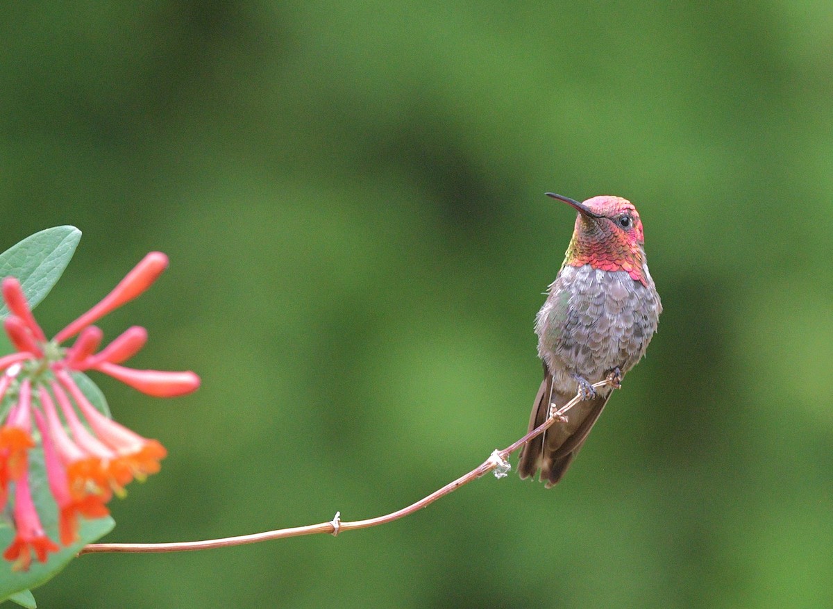 Anna's Hummingbird - ML620655208