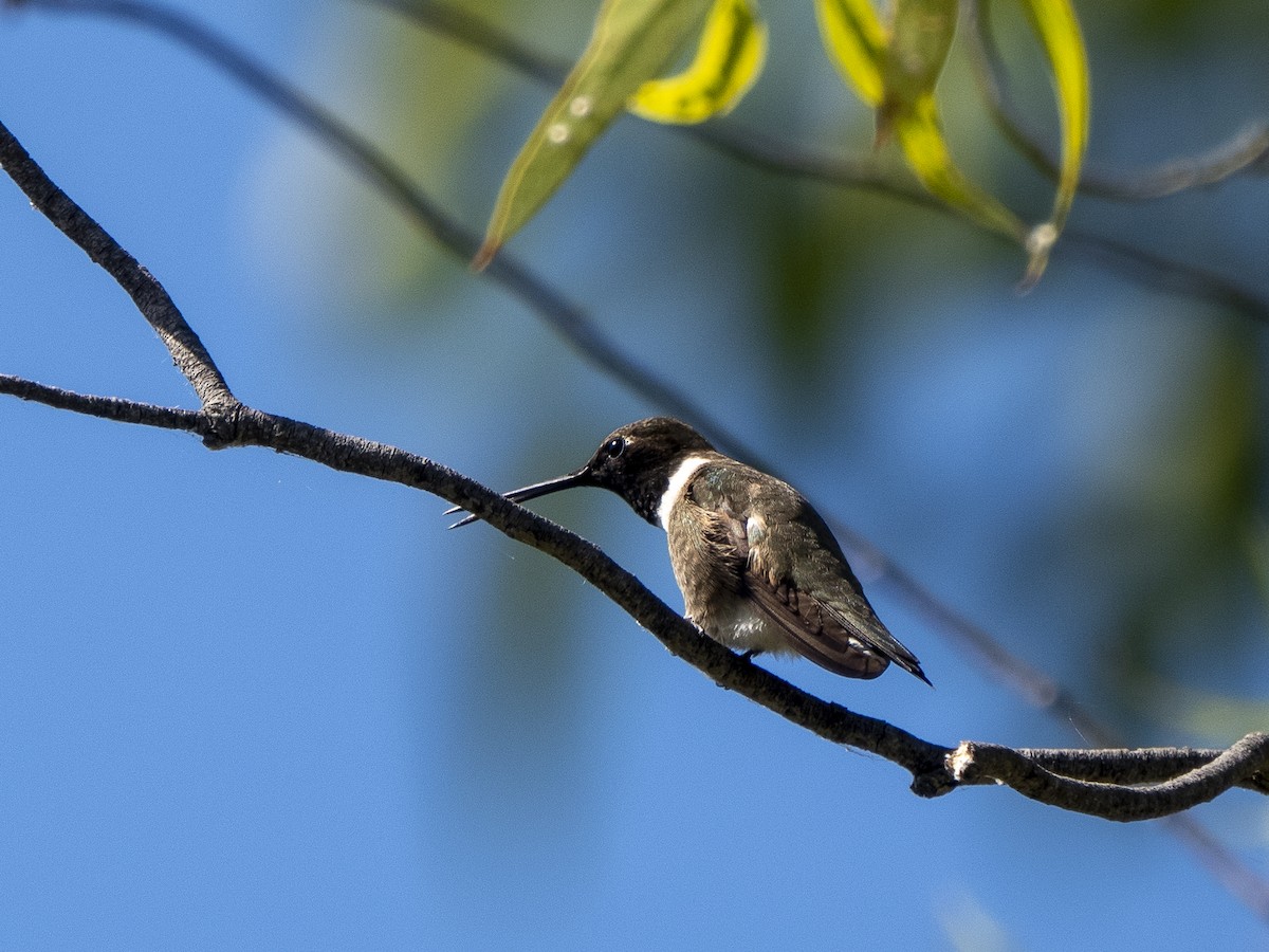 svartstrupekolibri - ML620655212