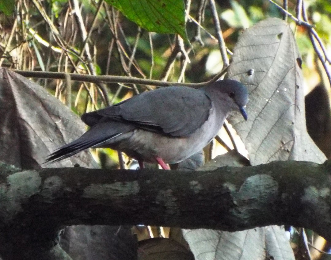 White-tipped Dove - ML620655214