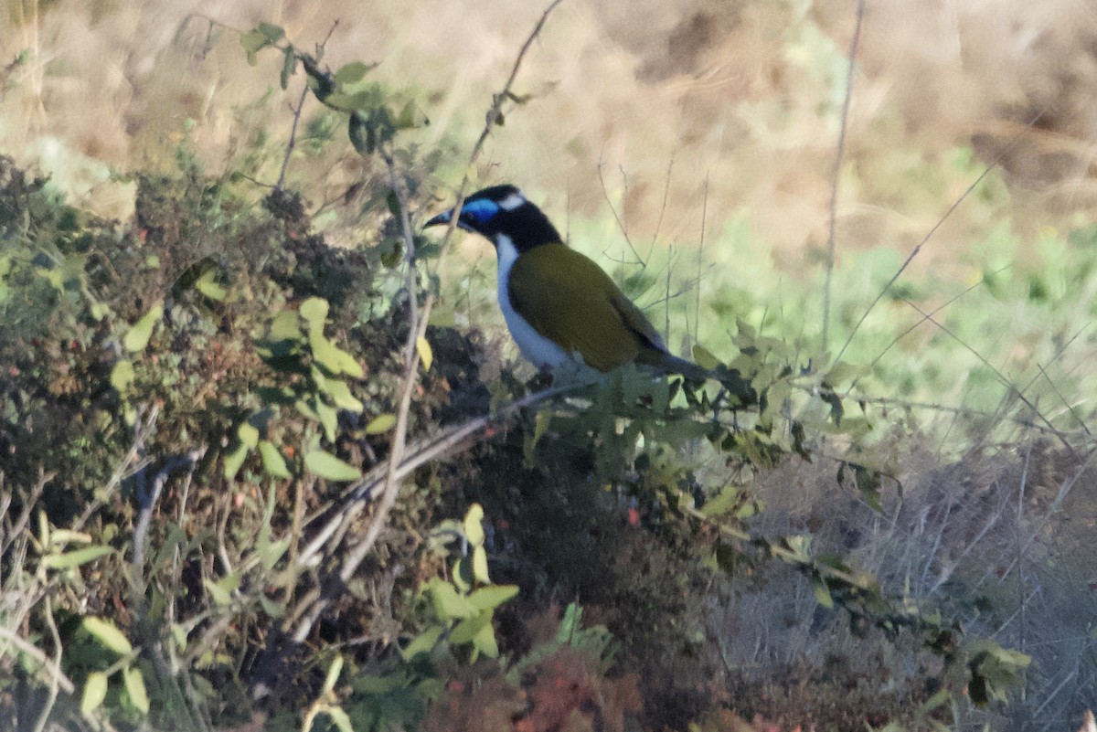 Blue-faced Honeyeater - ML620655215