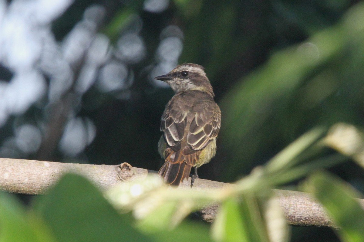 Piratic Flycatcher - ML620655216