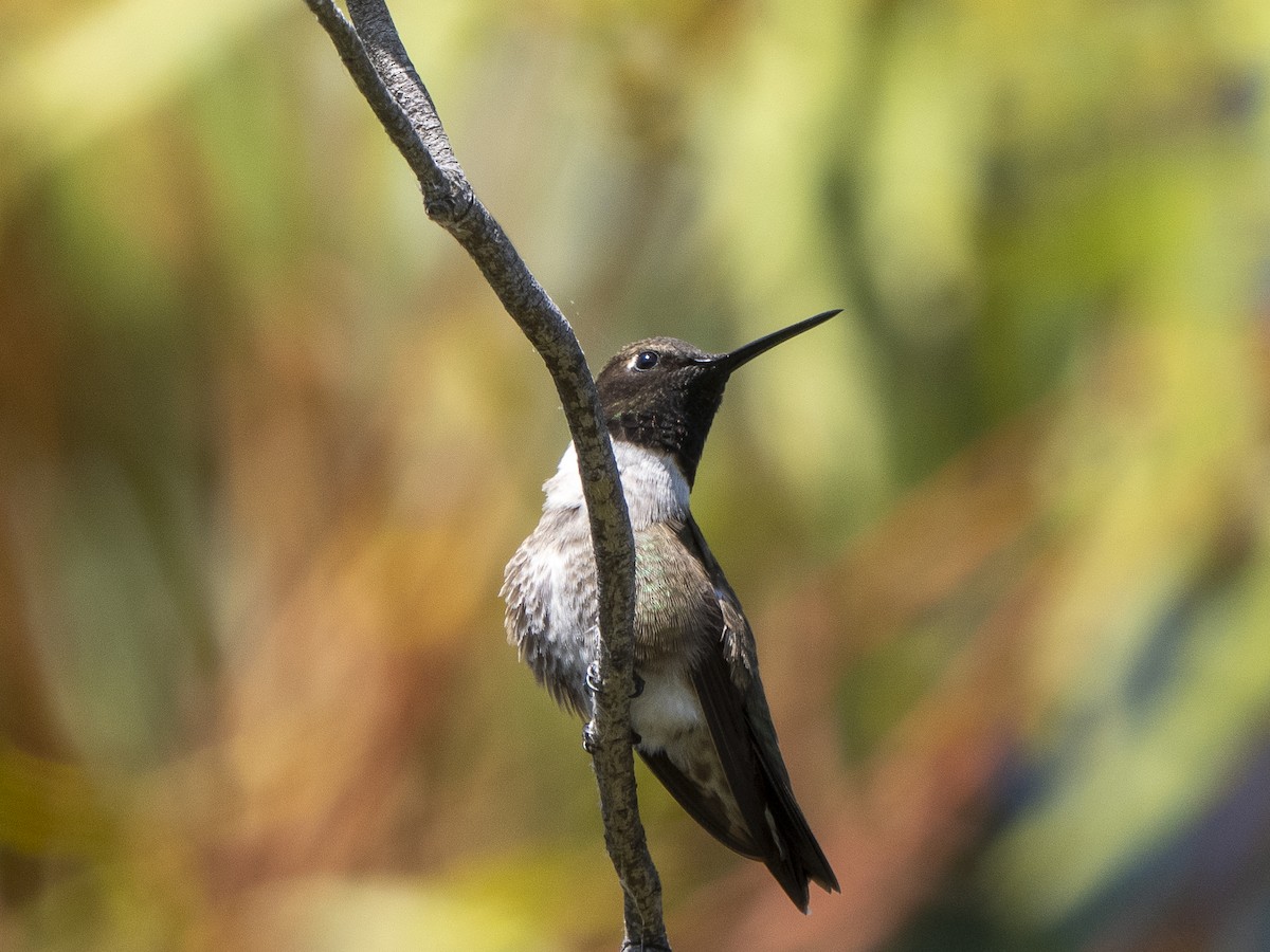 Black-chinned Hummingbird - ML620655217