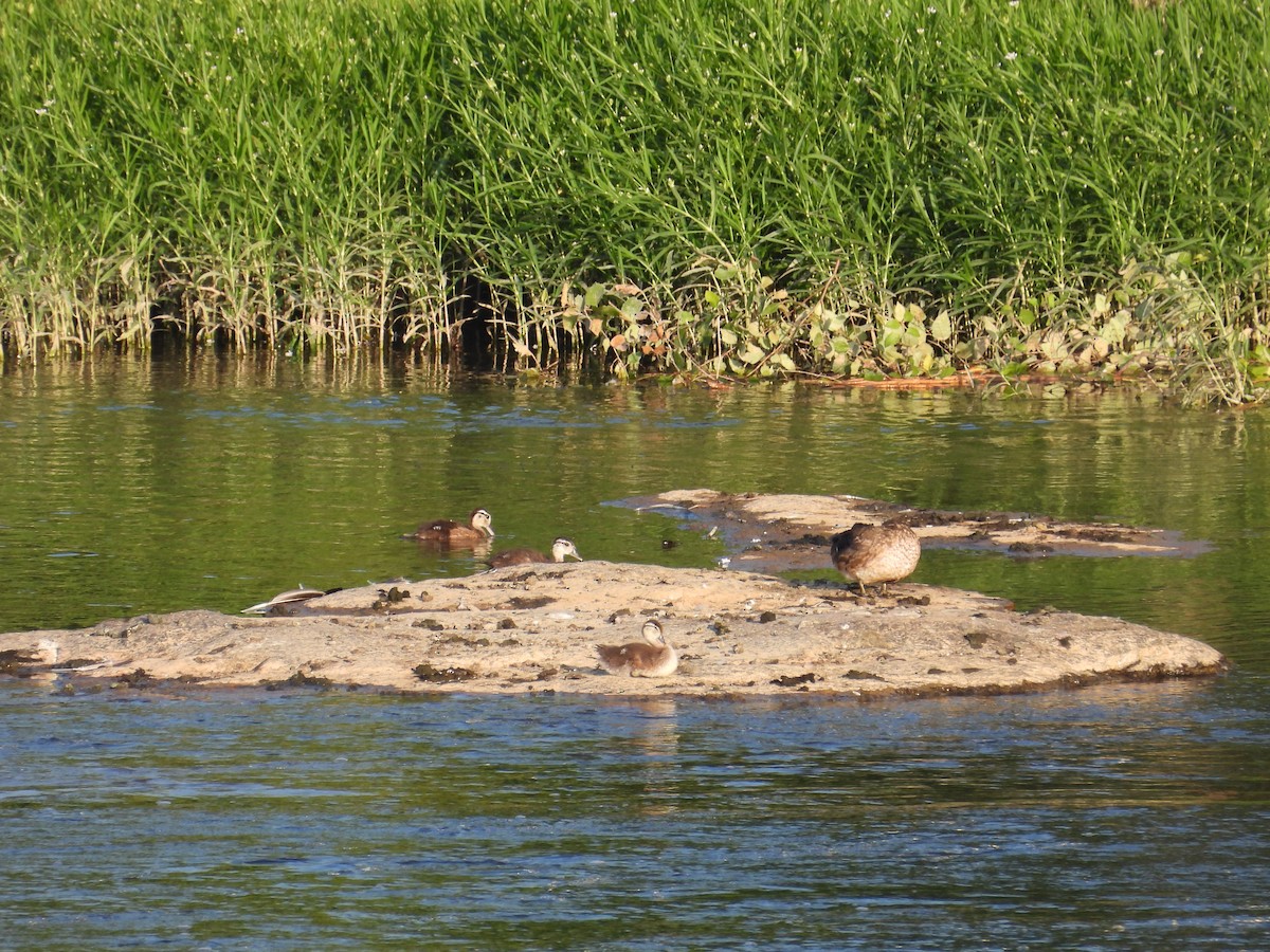 Wood Duck - ML620655219