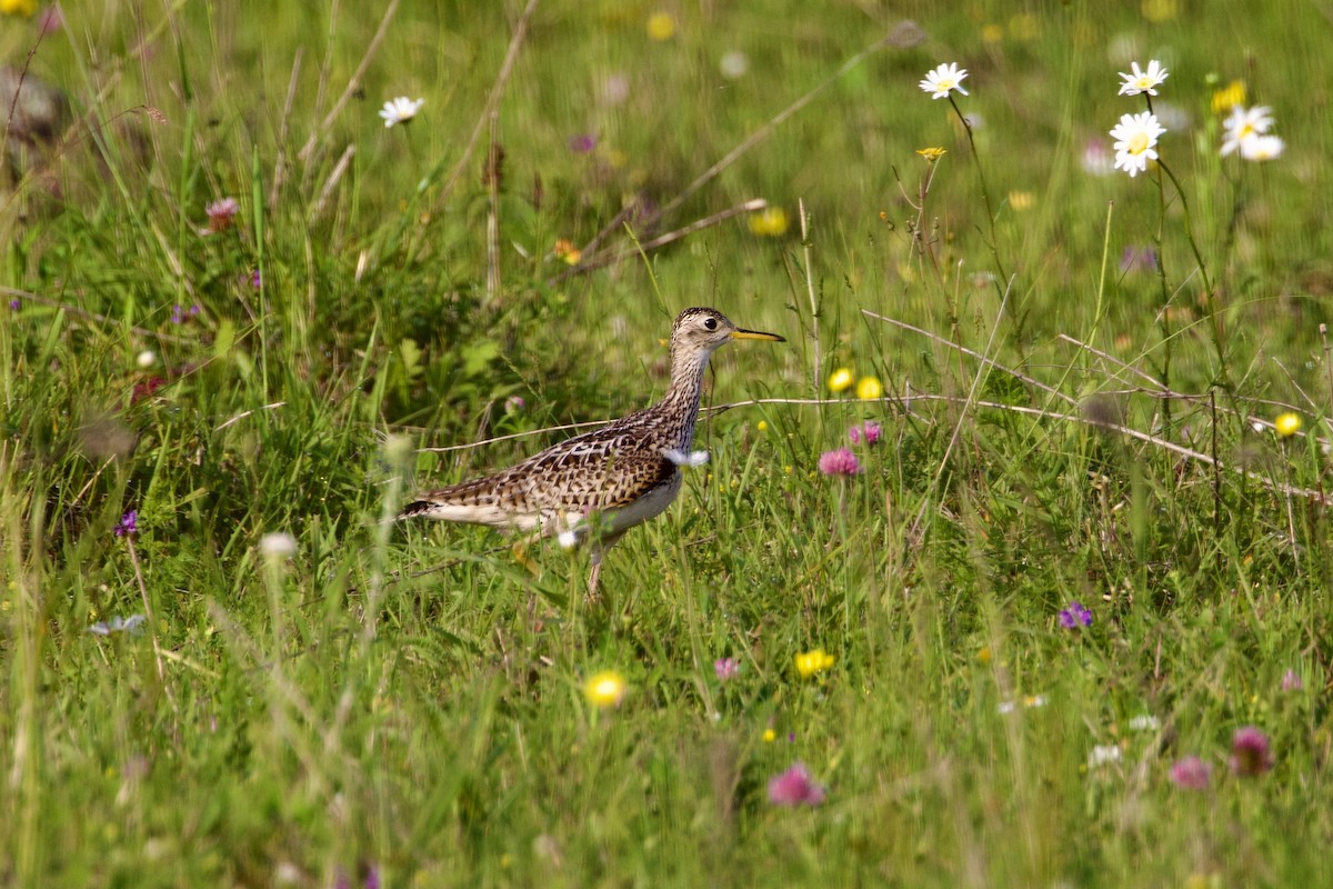 Upland Sandpiper - ML620655221