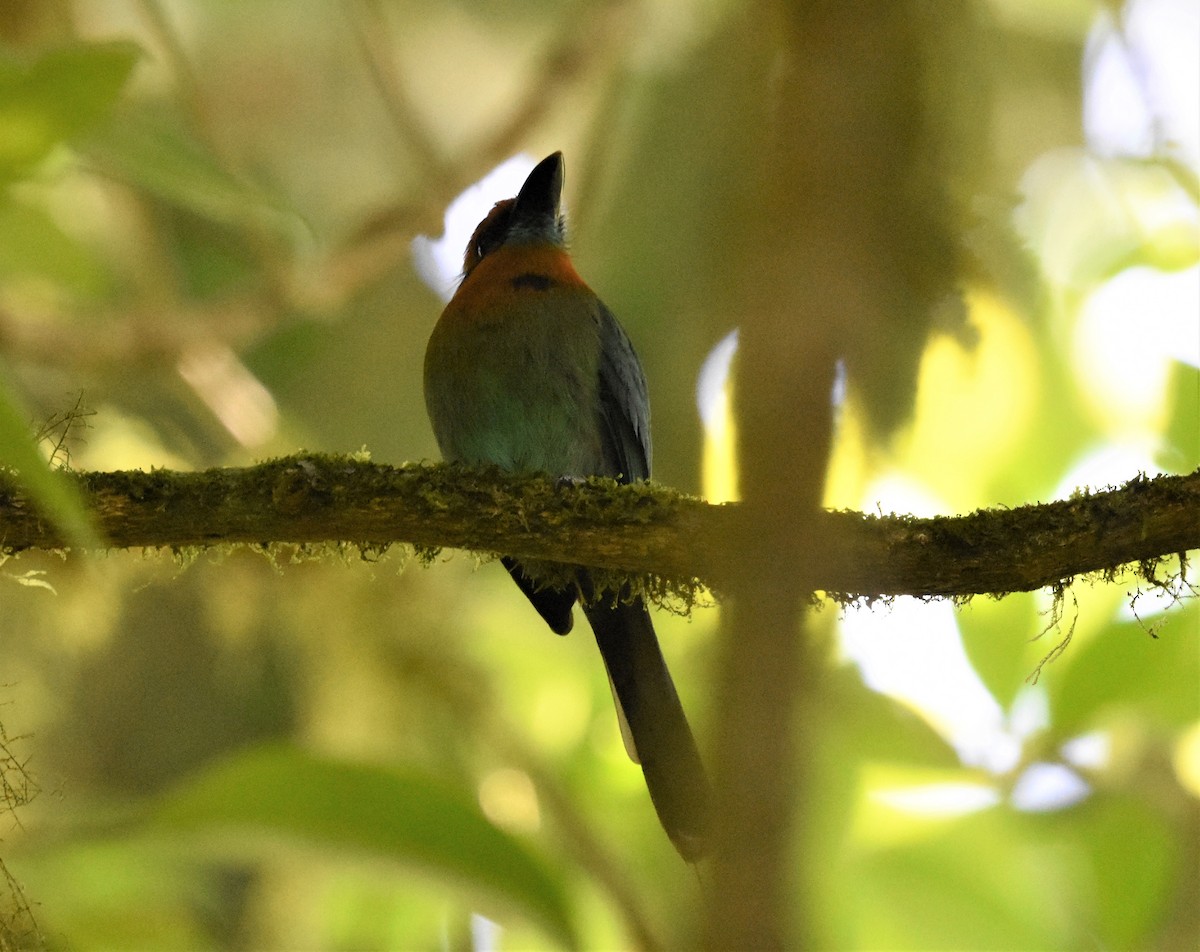 Broad-billed Motmot - ML620655224