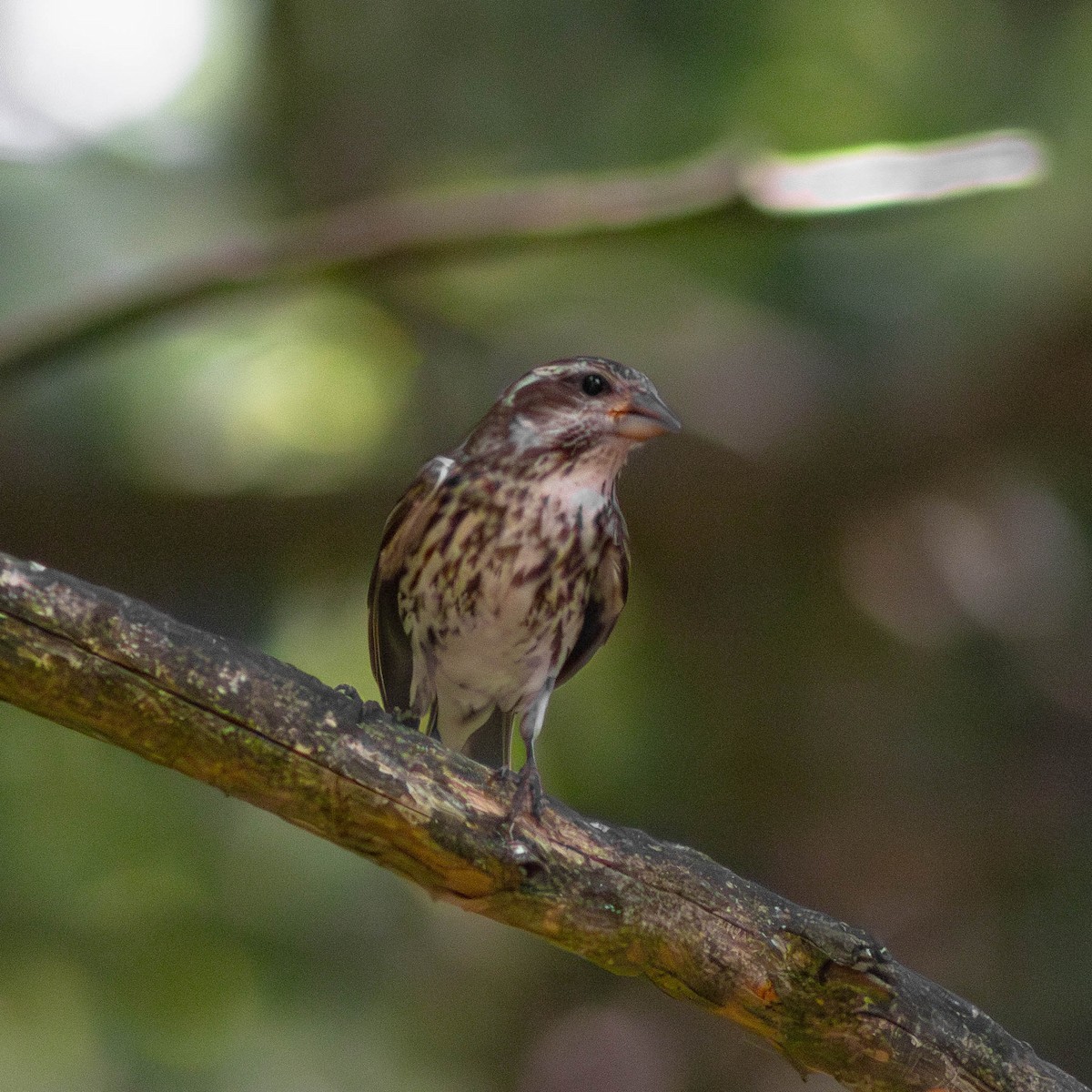 Purple Finch - ML620655232