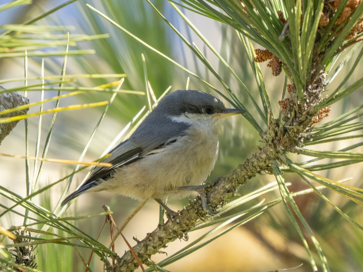 Pygmy Nuthatch - ML620655236