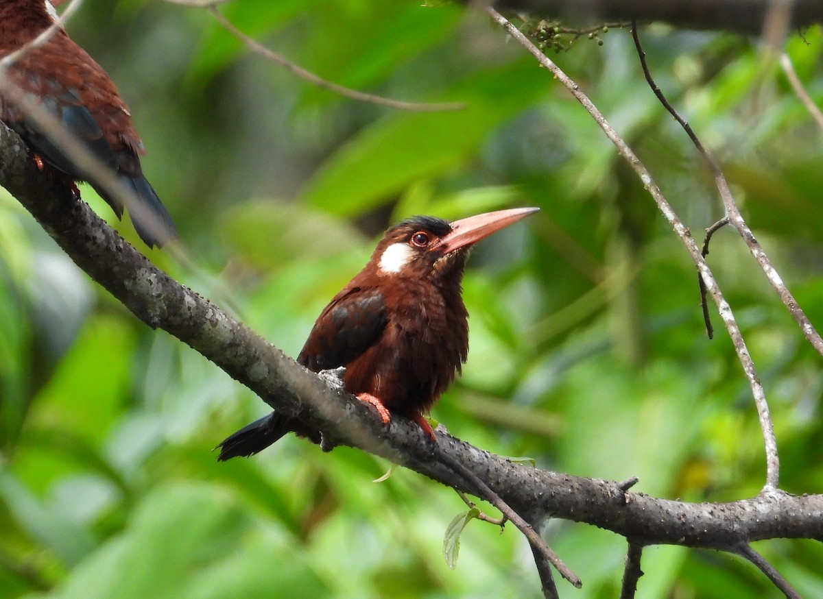 White-eared Jacamar - ML620655237