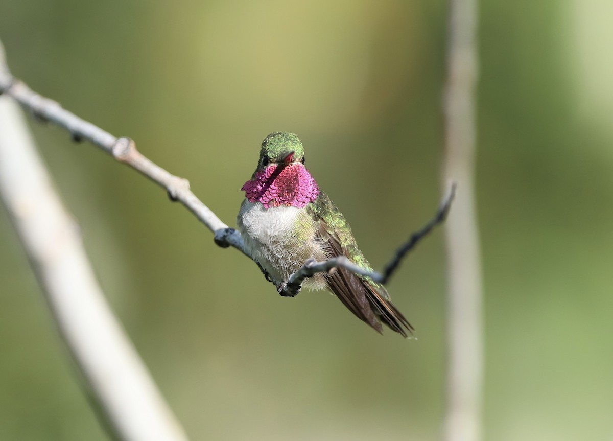 Broad-tailed Hummingbird - Margaret Bergstrom