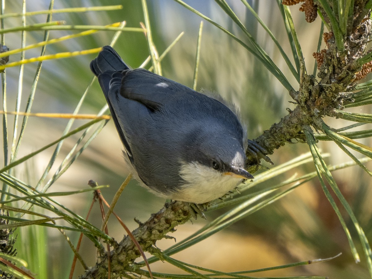 Pygmy Nuthatch - ML620655239