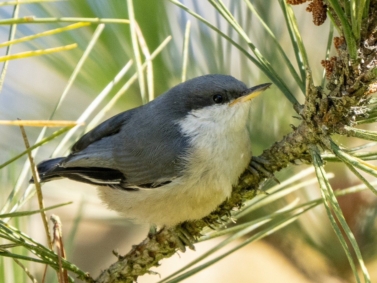 Pygmy Nuthatch - ML620655240