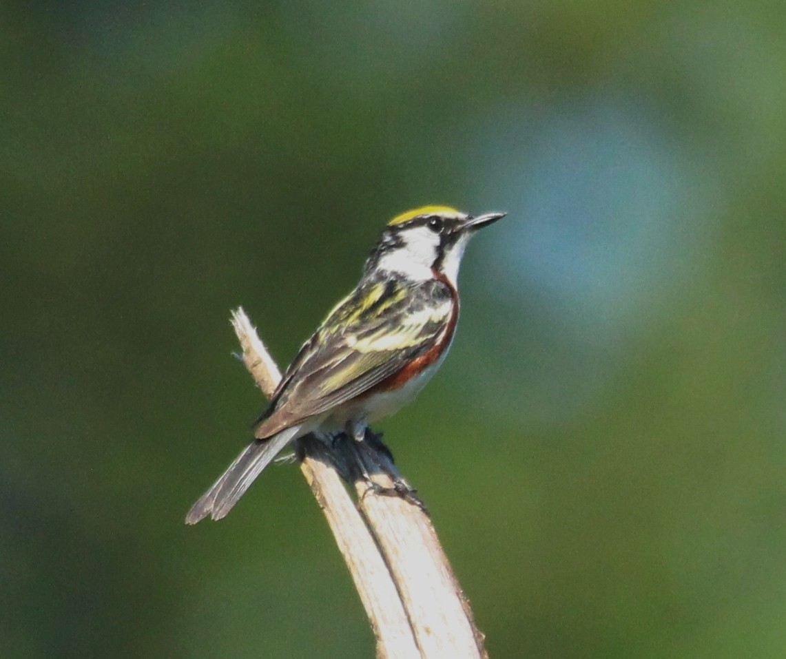 Chestnut-sided Warbler - ML620655241