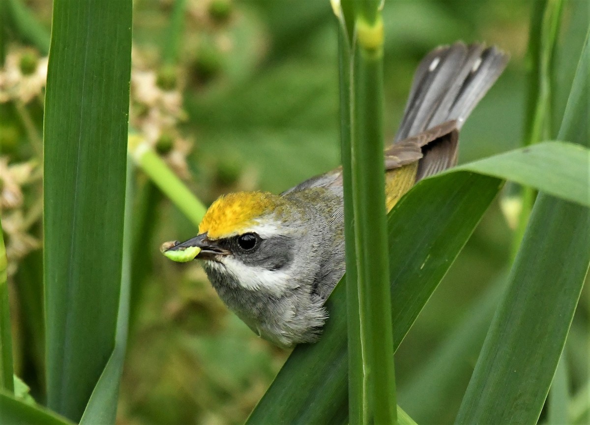 Golden-winged Warbler - Marcia Suchy