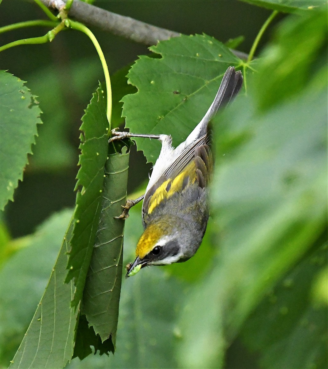 Goldflügel-Waldsänger - ML620655253