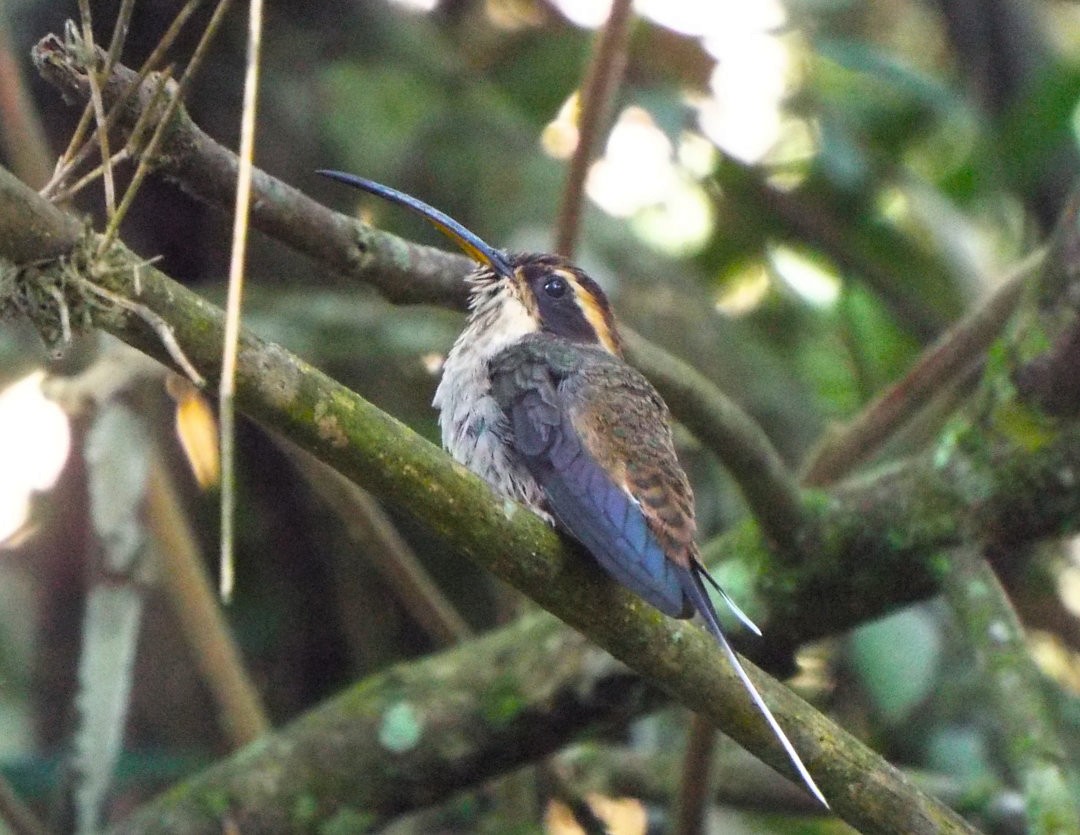 Scale-throated Hermit - ML620655254