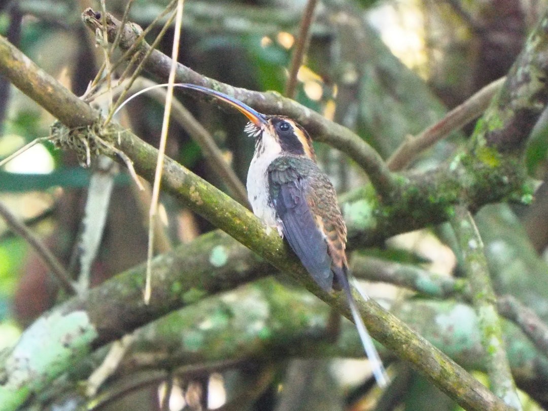 Scale-throated Hermit - ML620655255