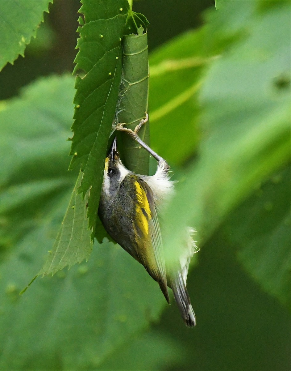 Golden-winged Warbler - ML620655256