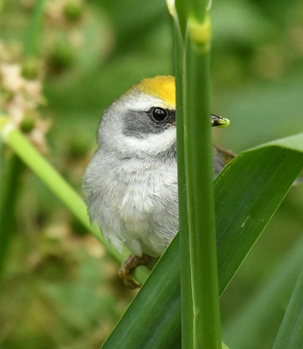 Golden-winged Warbler - ML620655257